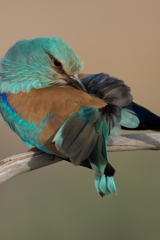 Turquoise Bird for 320 x 480 iPhone resolution