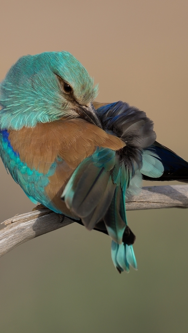 Turquoise Bird for 640 x 1136 iPhone 5 resolution