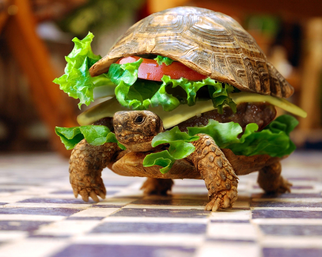 Turtle Hamburger for 1280 x 1024 resolution