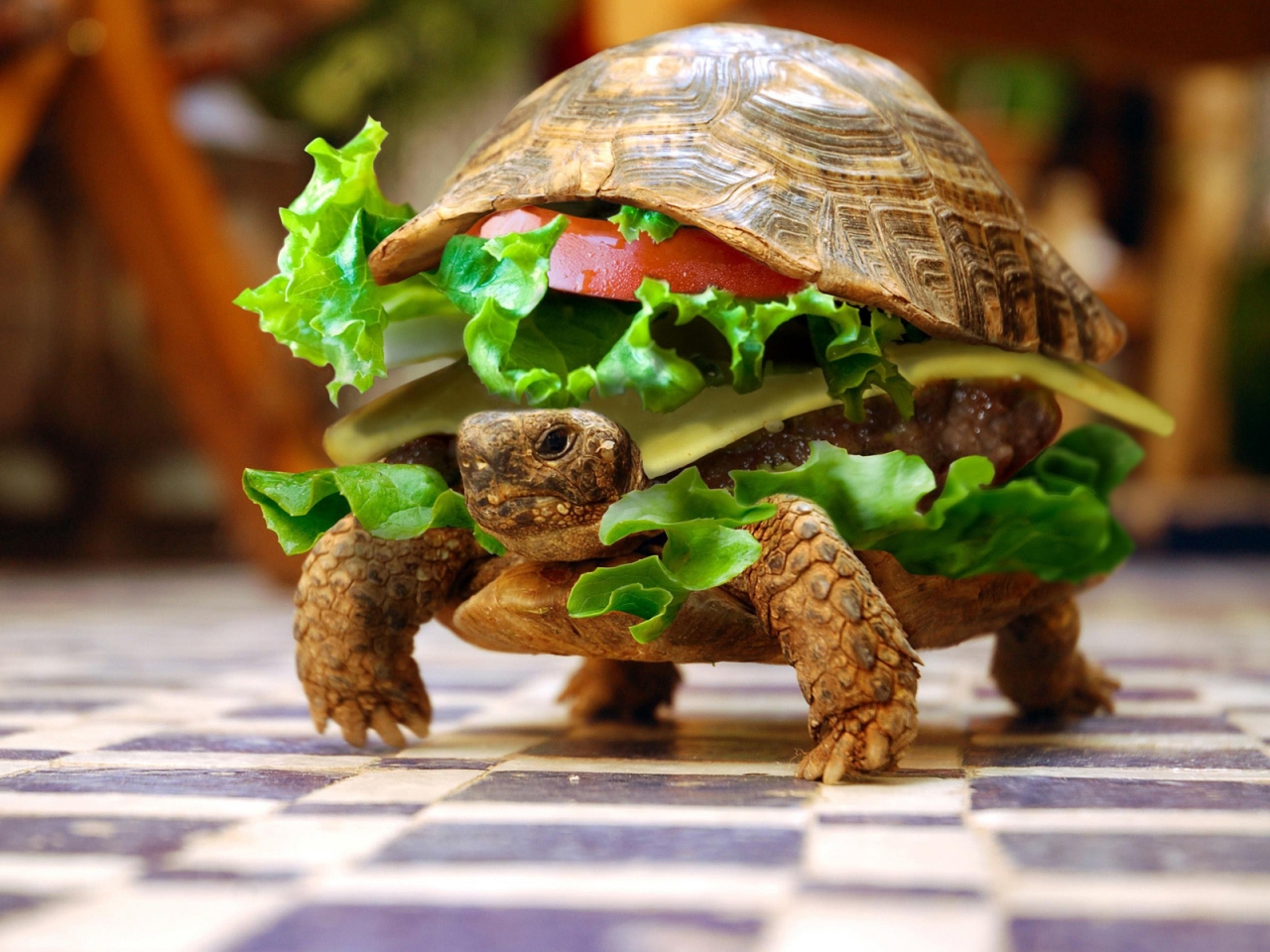 Turtle Hamburger for 1280 x 960 resolution