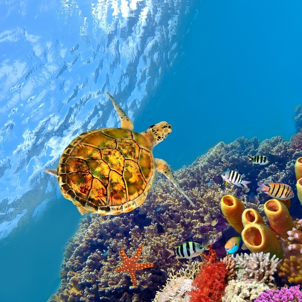 Turtle Underwater for 1024 x 1024 iPad resolution