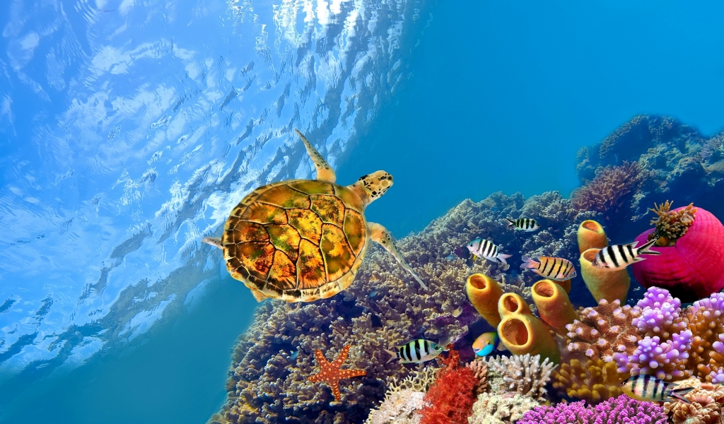Turtle Underwater for 1024 x 600 widescreen resolution