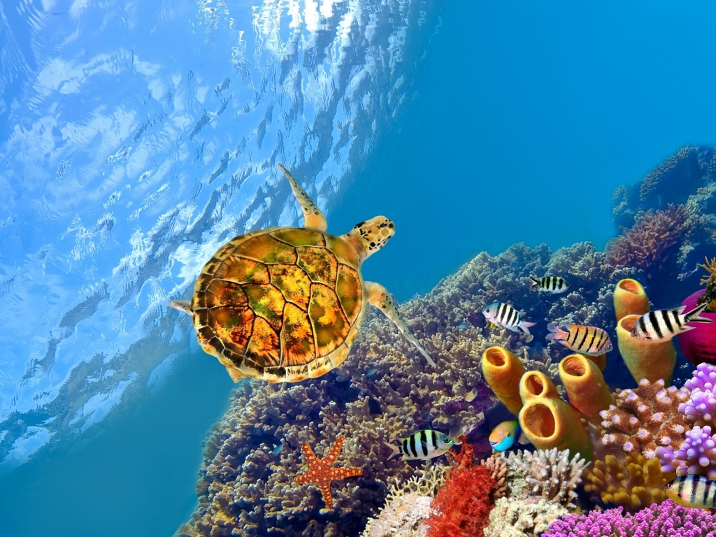 Turtle Underwater for 1024 x 768 resolution