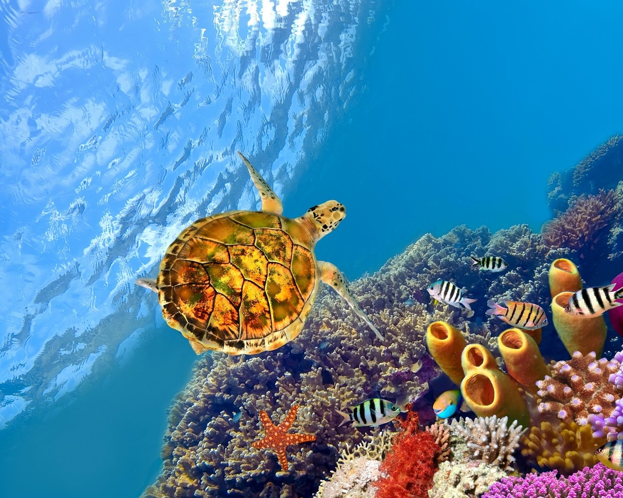 Turtle Underwater for 1280 x 1024 resolution