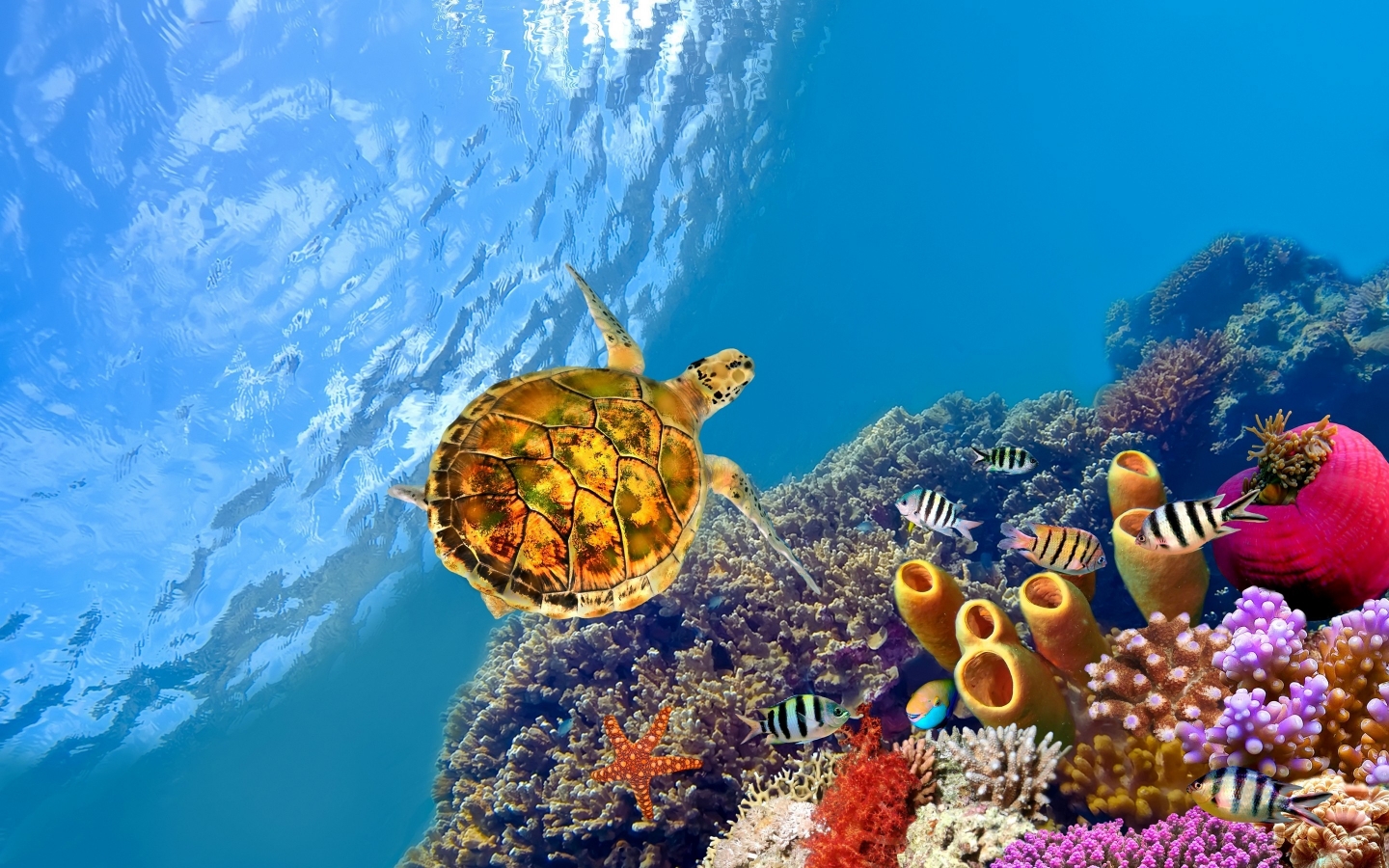 Turtle Underwater for 1440 x 900 widescreen resolution