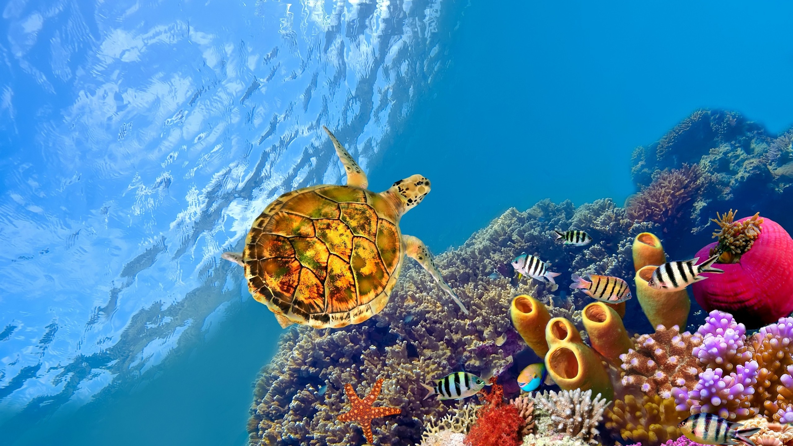 Turtle Underwater for 2560x1440 HDTV resolution