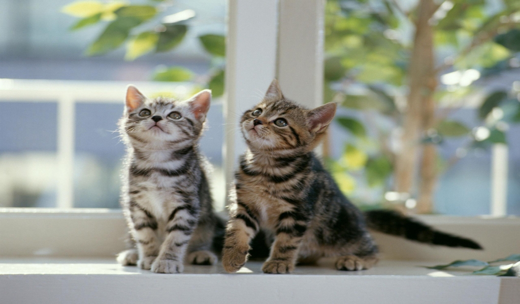 Twin Cats for 1024 x 600 widescreen resolution