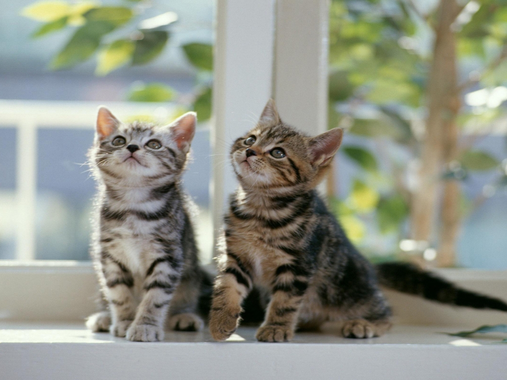 Twin Cats for 1024 x 768 resolution