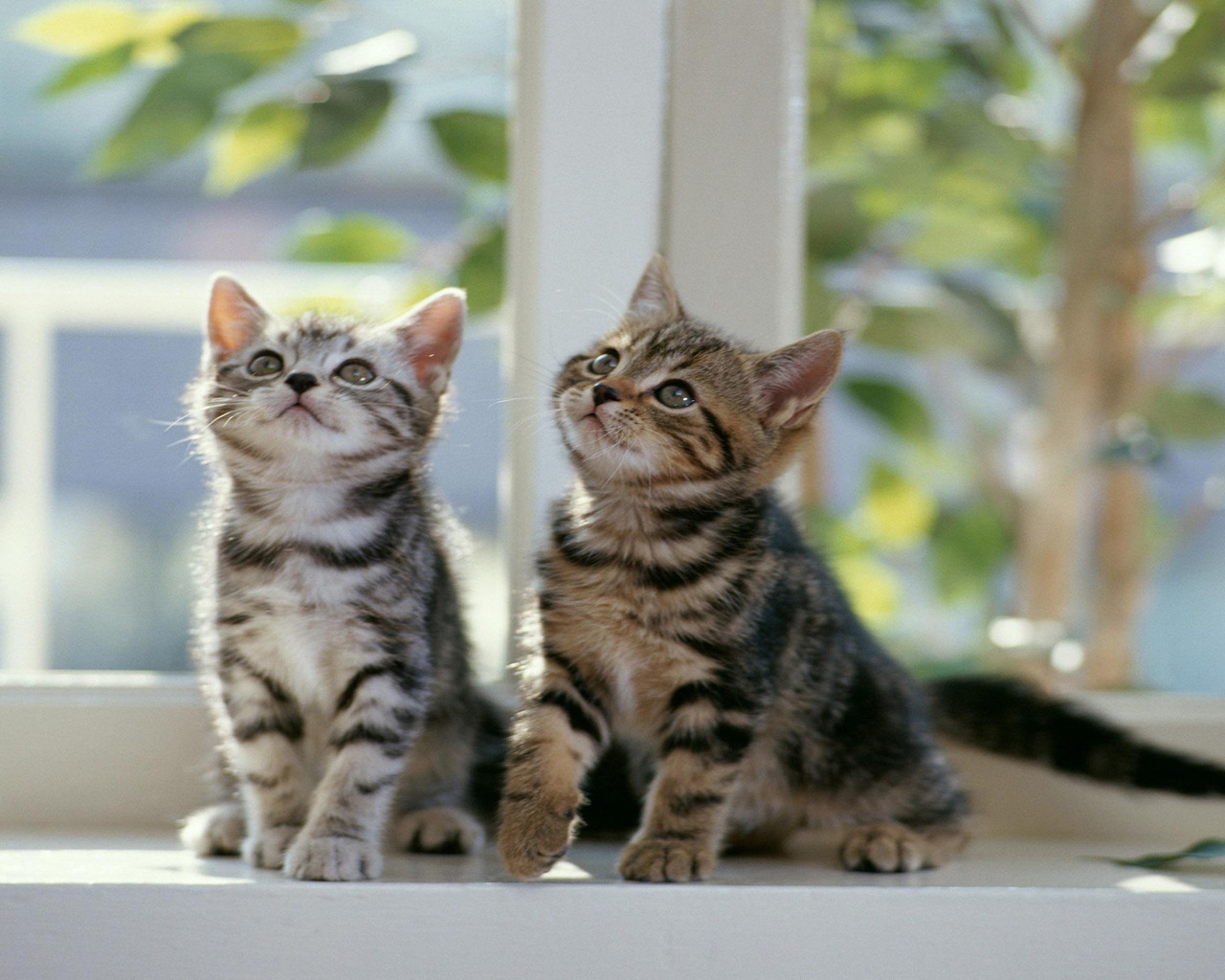 Twin Cats for 1280 x 1024 resolution