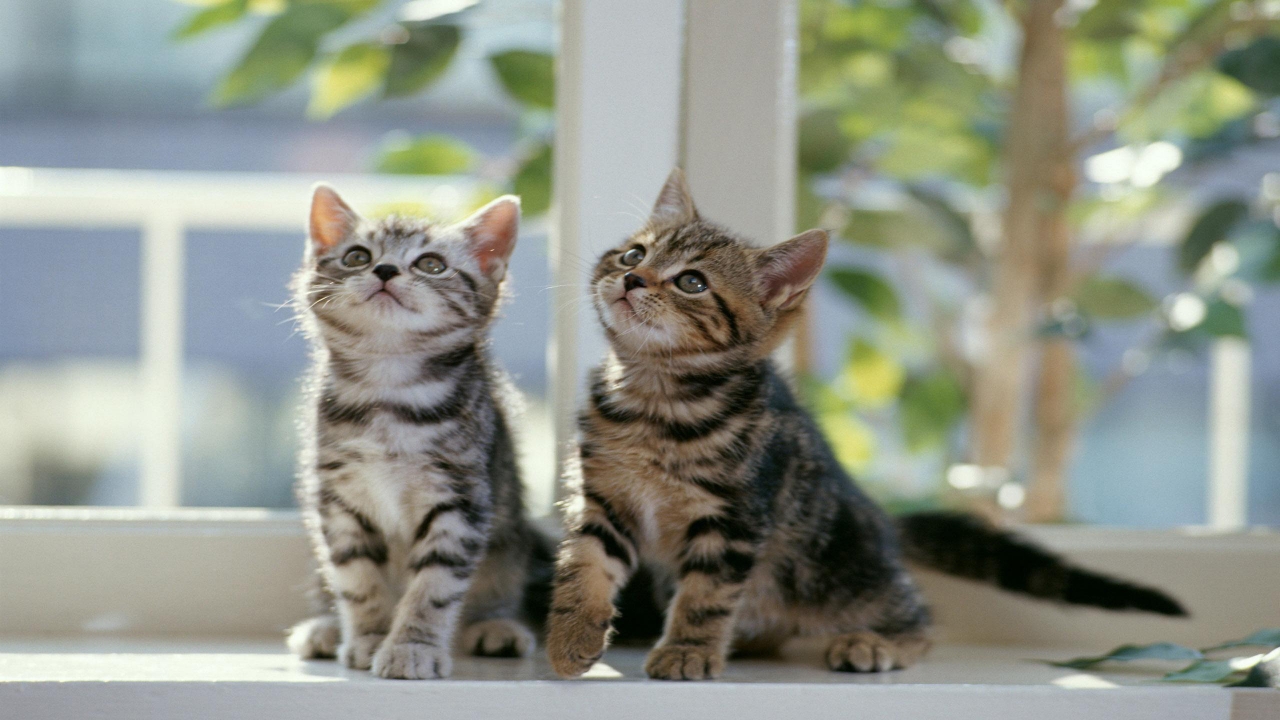 Twin Cats for 1280 x 720 HDTV 720p resolution