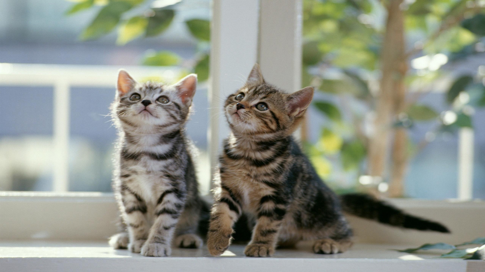 Twin Cats for 1600 x 900 HDTV resolution