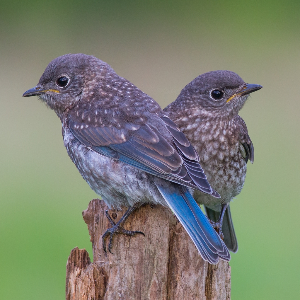 Two Blue Birds for 1024 x 1024 iPad resolution