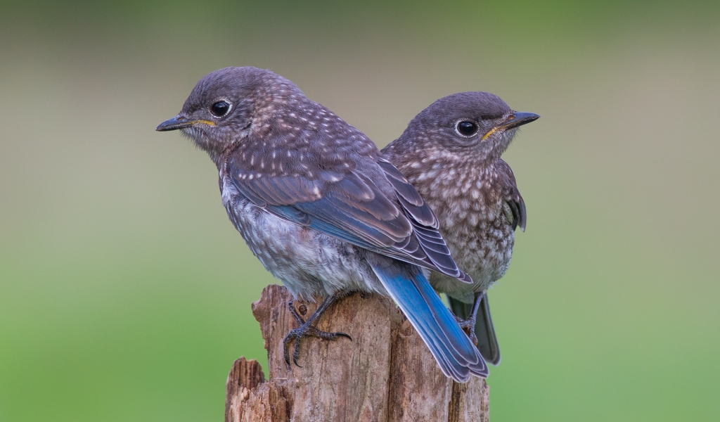 Two Blue Birds for 1024 x 600 widescreen resolution