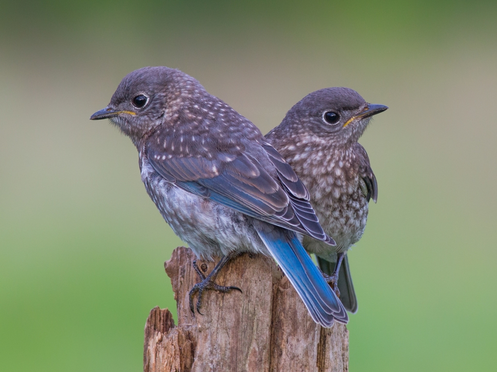 Two Blue Birds for 1024 x 768 resolution