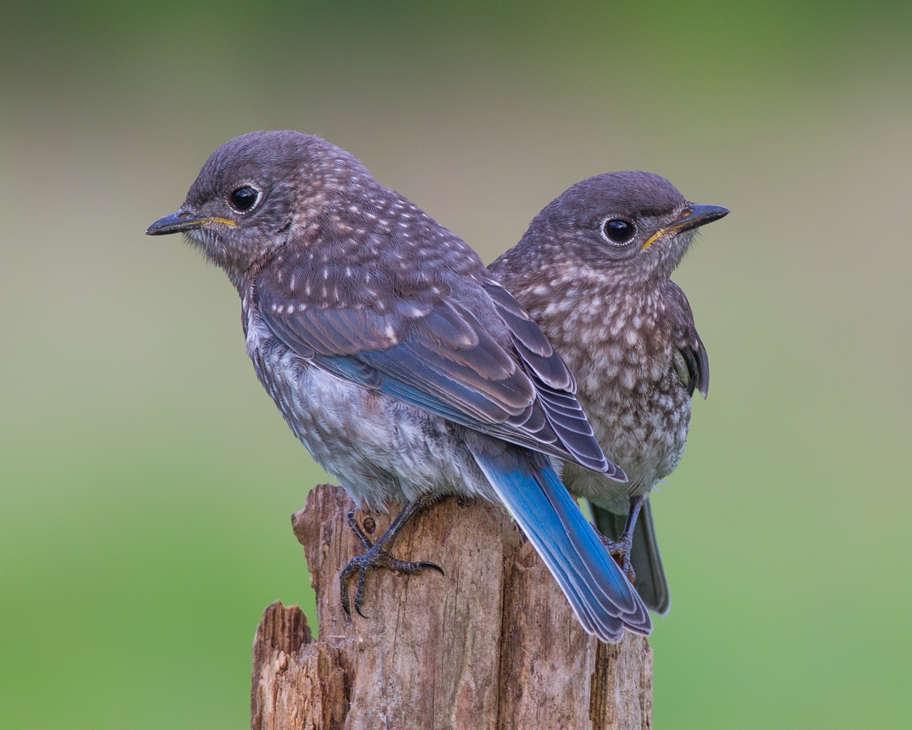 Two Blue Birds for 1280 x 1024 resolution