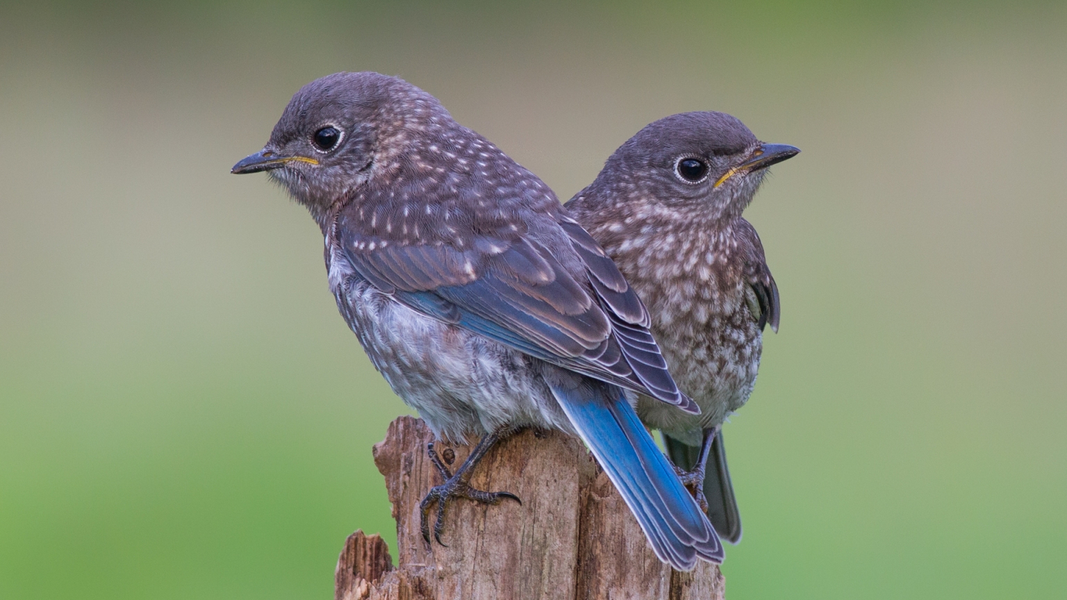 Two Blue Birds for 1536 x 864 HDTV resolution