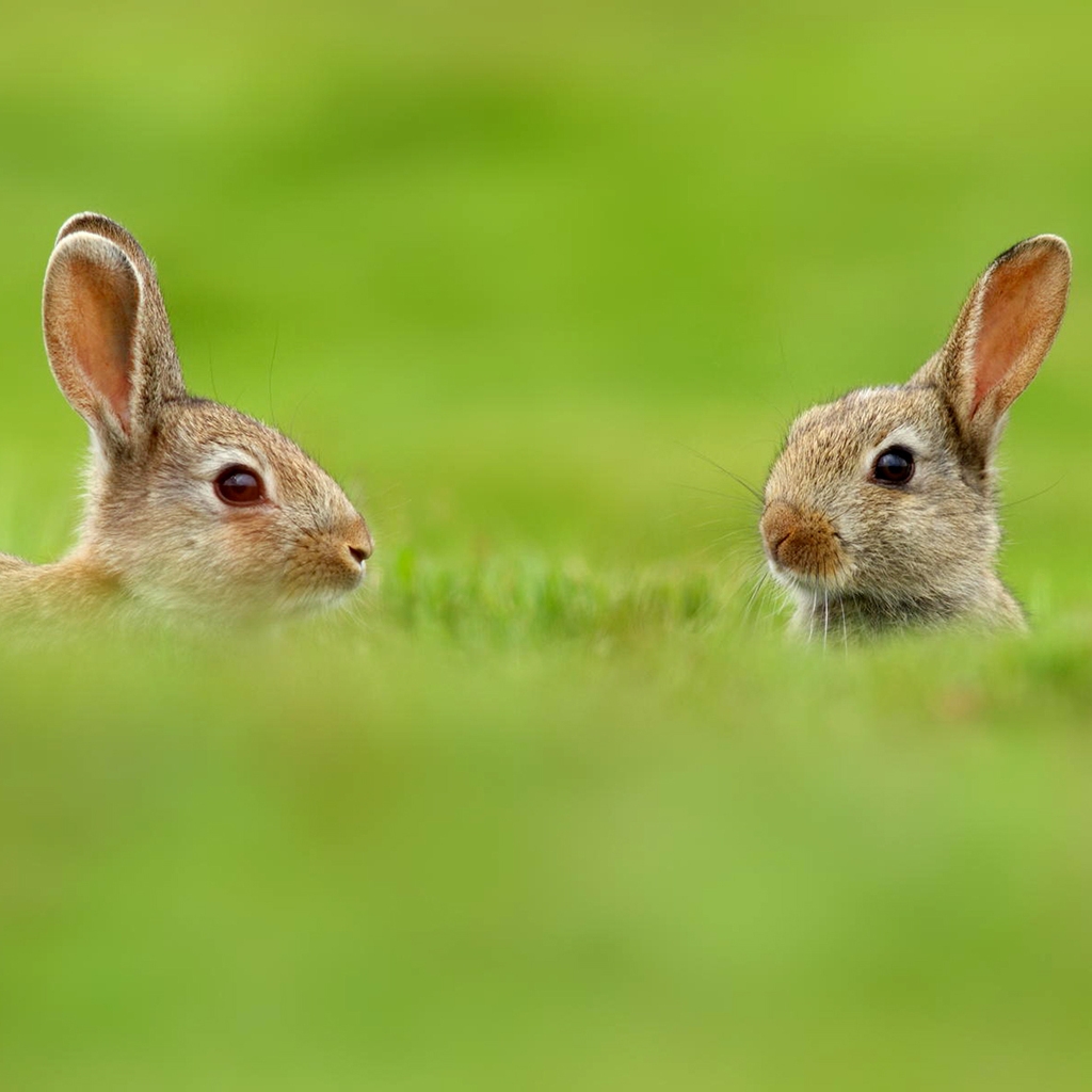 Two Cute Rabbits in Grass for 1024 x 1024 iPad resolution
