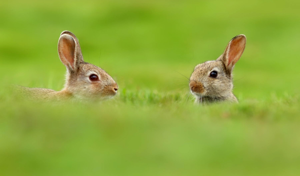 Two Cute Rabbits in Grass for 1024 x 600 widescreen resolution