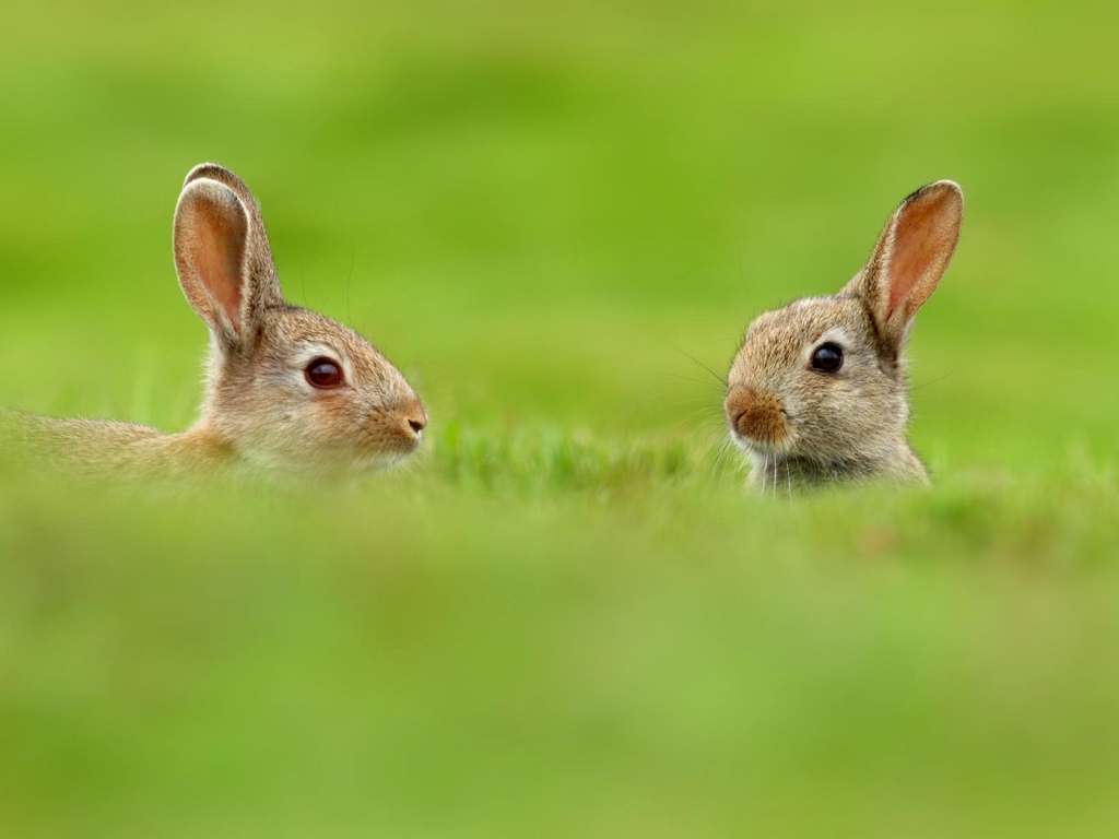 Two Cute Rabbits in Grass for 1024 x 768 resolution