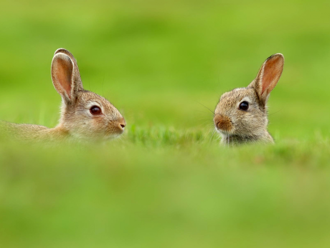 Two Cute Rabbits in Grass for 1152 x 864 resolution