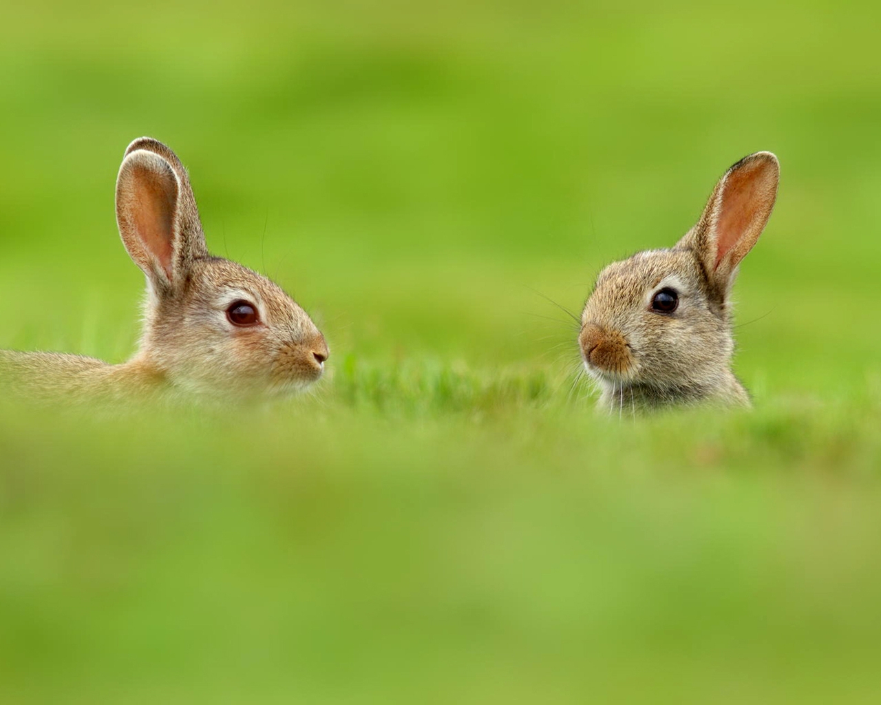 Two Cute Rabbits in Grass for 1280 x 1024 resolution