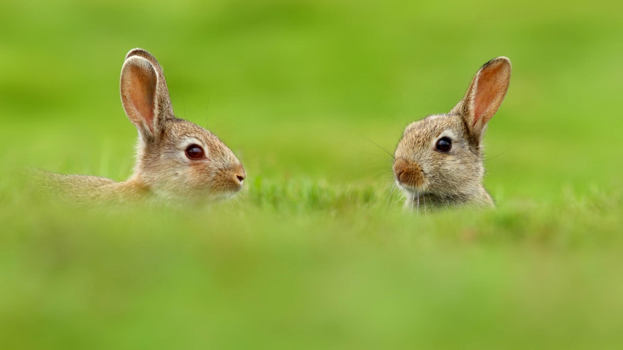 Two Cute Rabbits in Grass for 1280 x 720 HDTV 720p resolution