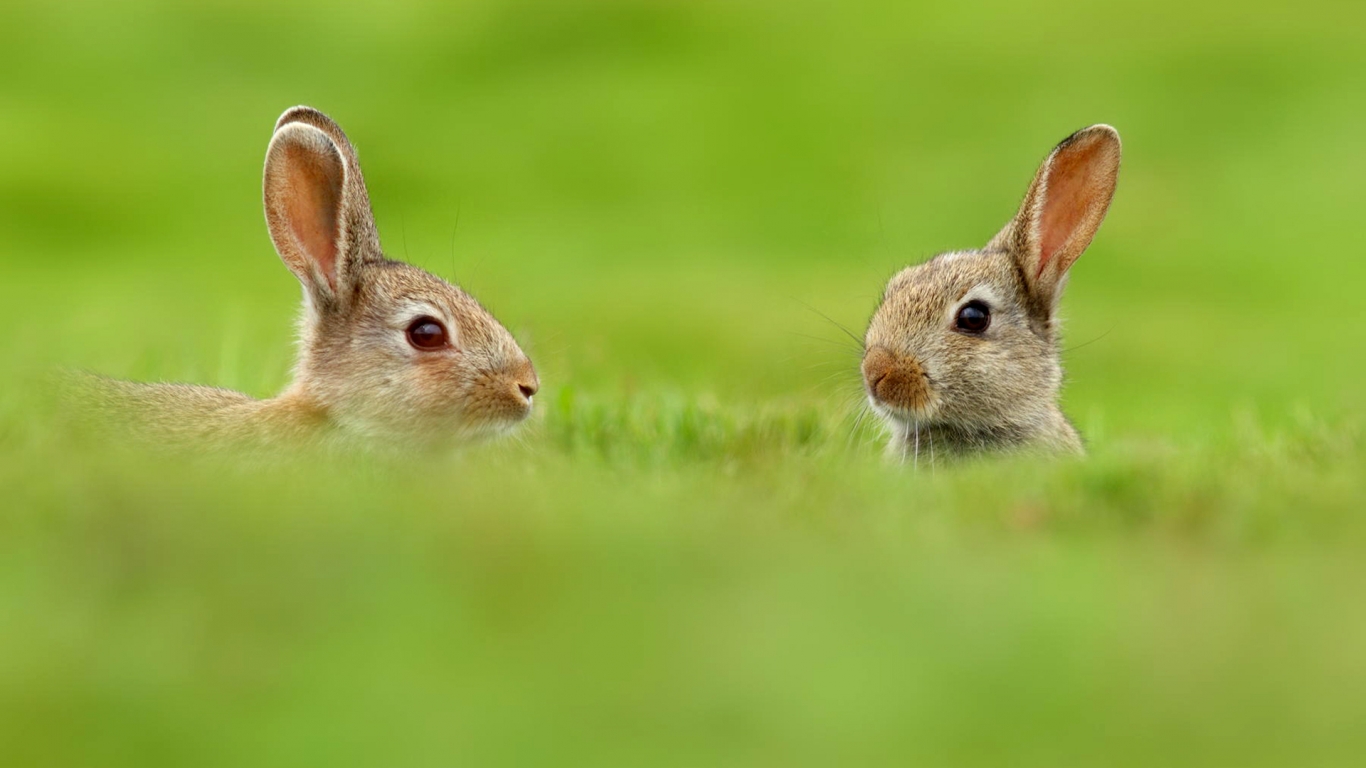 Two Cute Rabbits in Grass for 1366 x 768 HDTV resolution