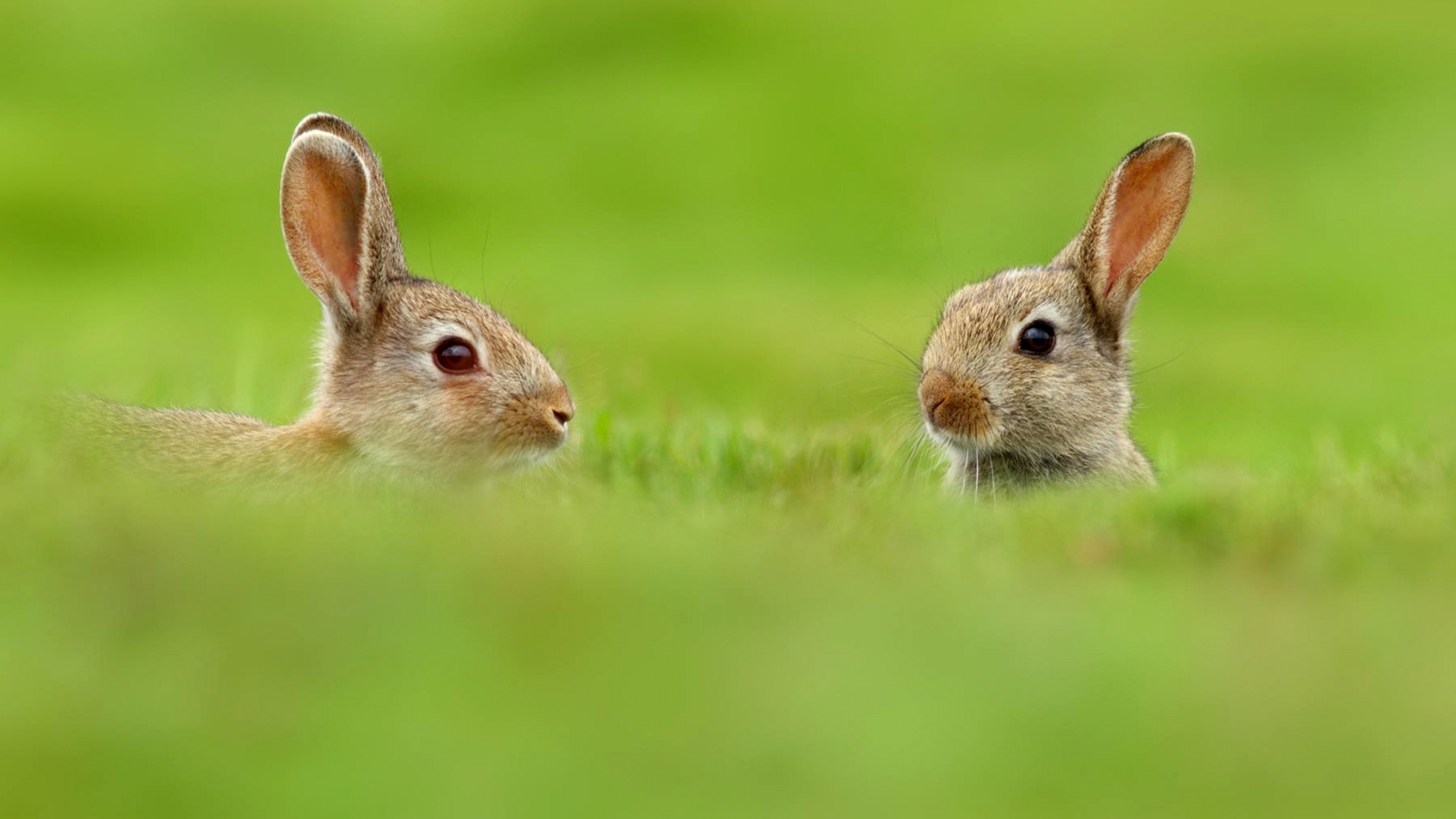 Two Cute Rabbits in Grass for 1680 x 945 HDTV resolution