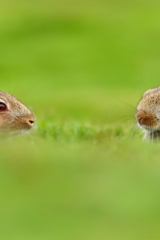 Two Cute Rabbits in Grass for 320 x 480 iPhone resolution