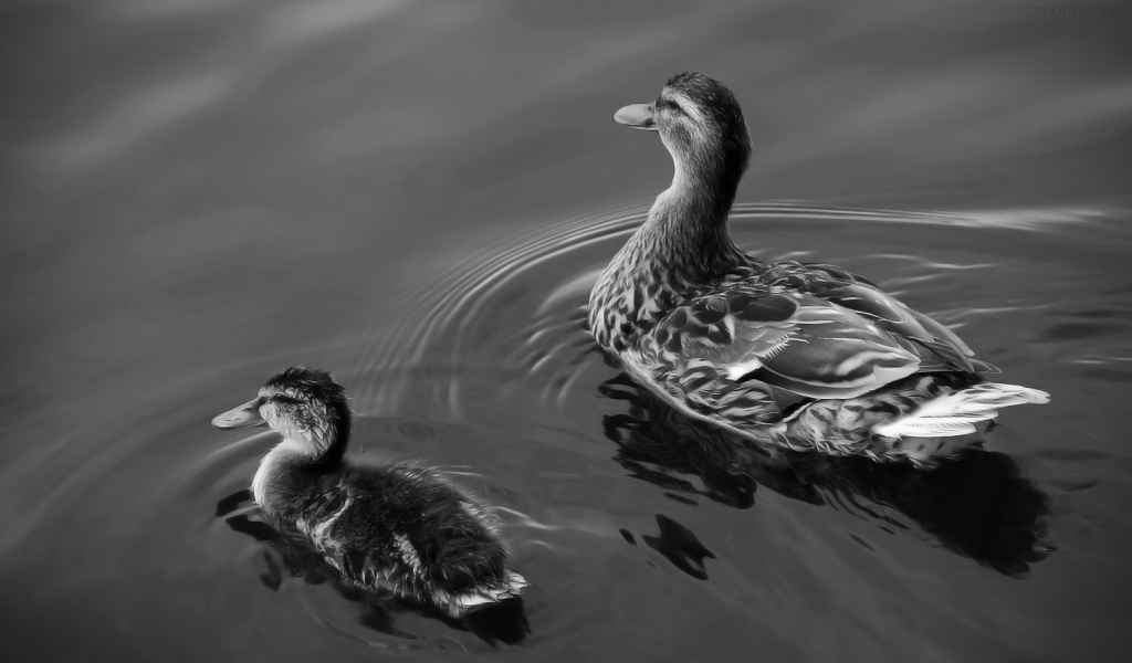 Two Ducks on Lake for 1024 x 600 widescreen resolution