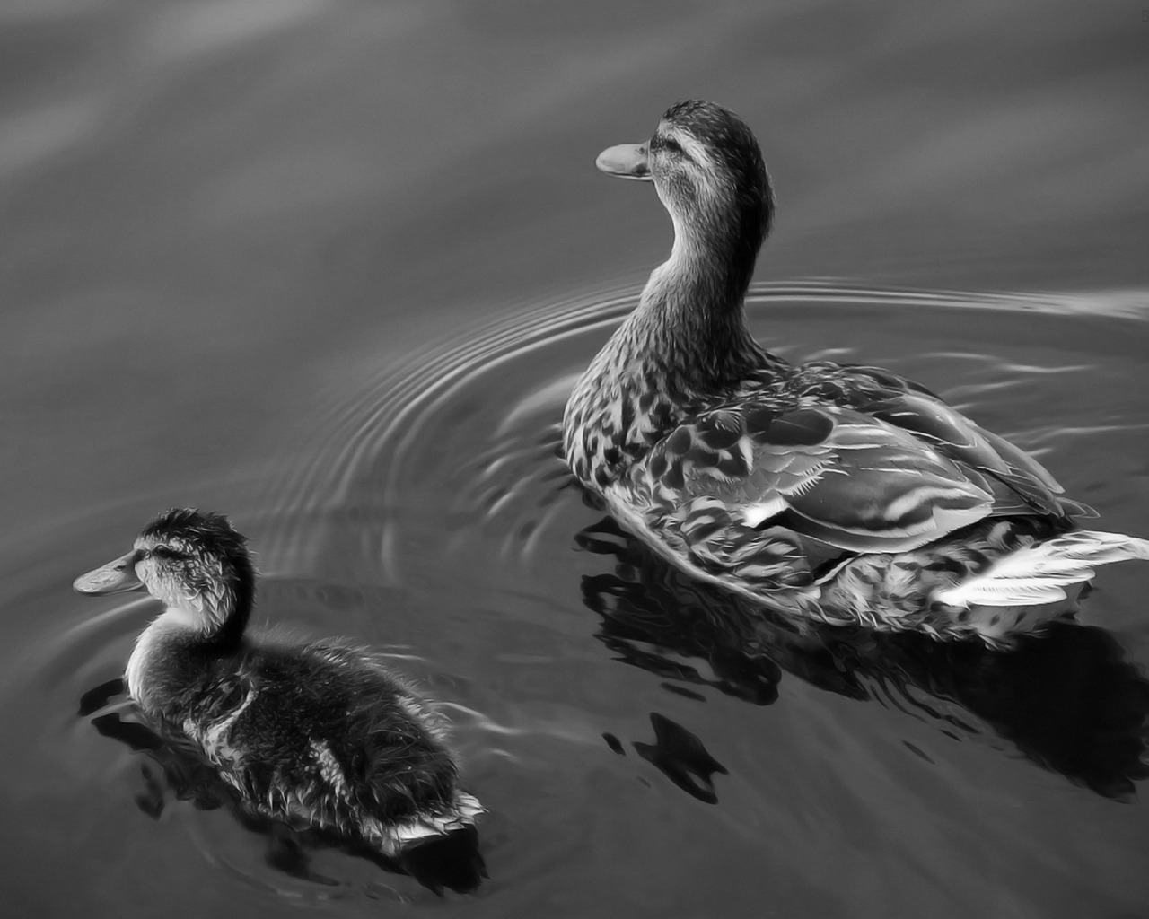 Two Ducks on Lake for 1280 x 1024 resolution