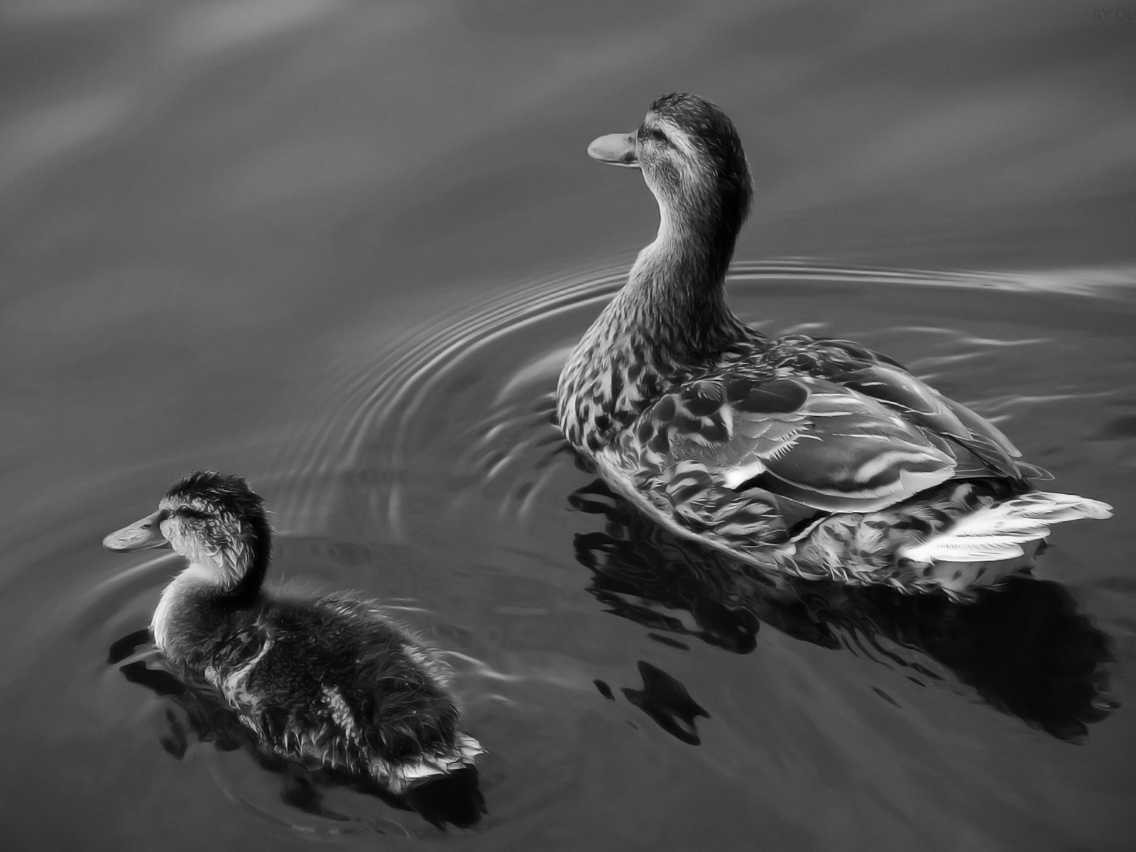 Two Ducks on Lake for 1600 x 1200 resolution