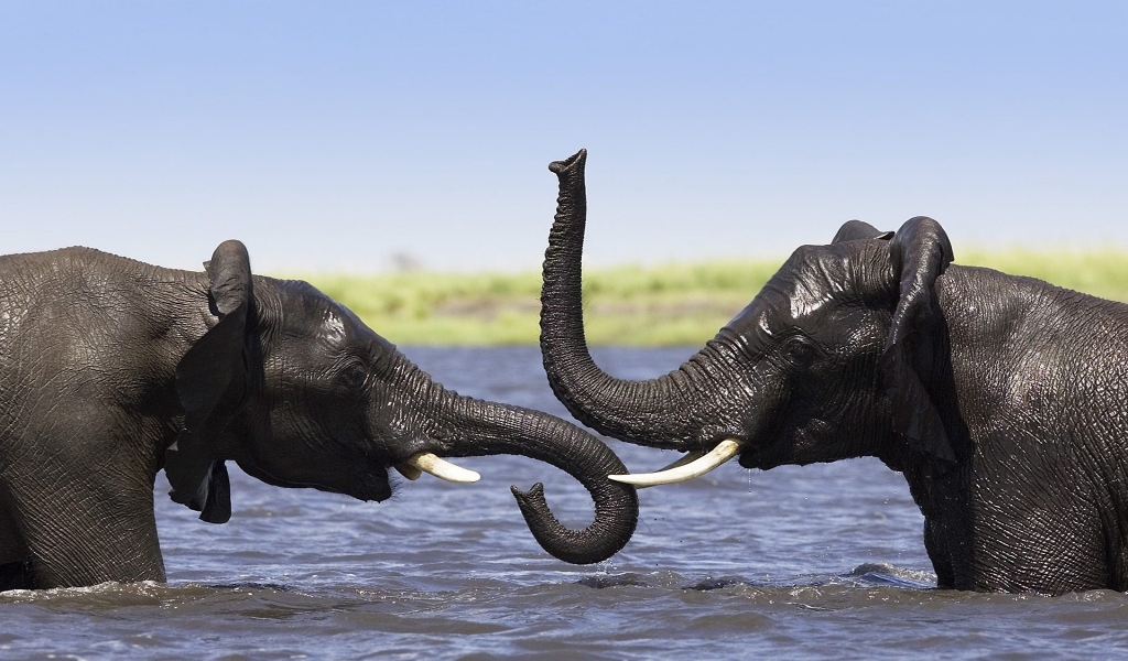 Two Elephants Talking for 1024 x 600 widescreen resolution