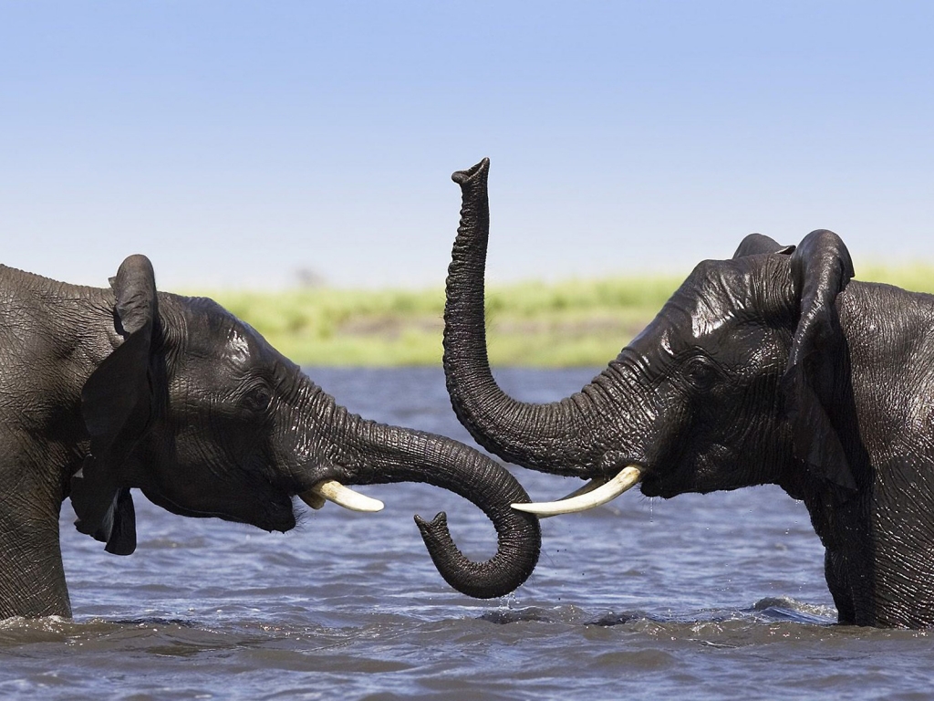 Two Elephants Talking for 1024 x 768 resolution