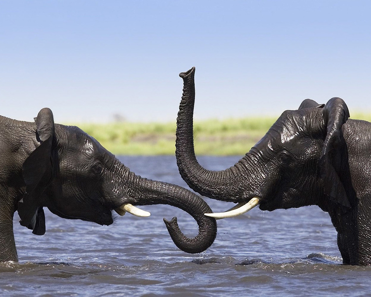Two Elephants Talking for 1280 x 1024 resolution