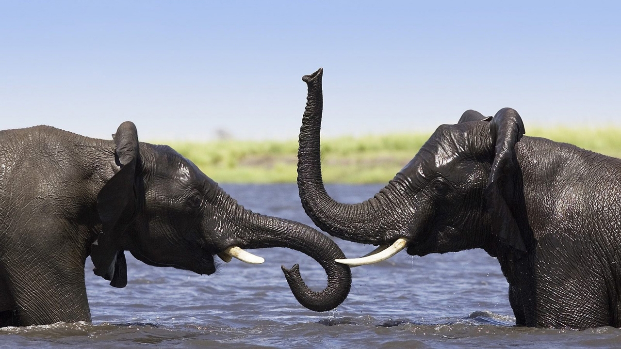 Two Elephants Talking for 1280 x 720 HDTV 720p resolution