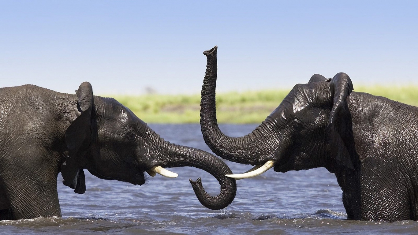 Two Elephants Talking for 1366 x 768 HDTV resolution