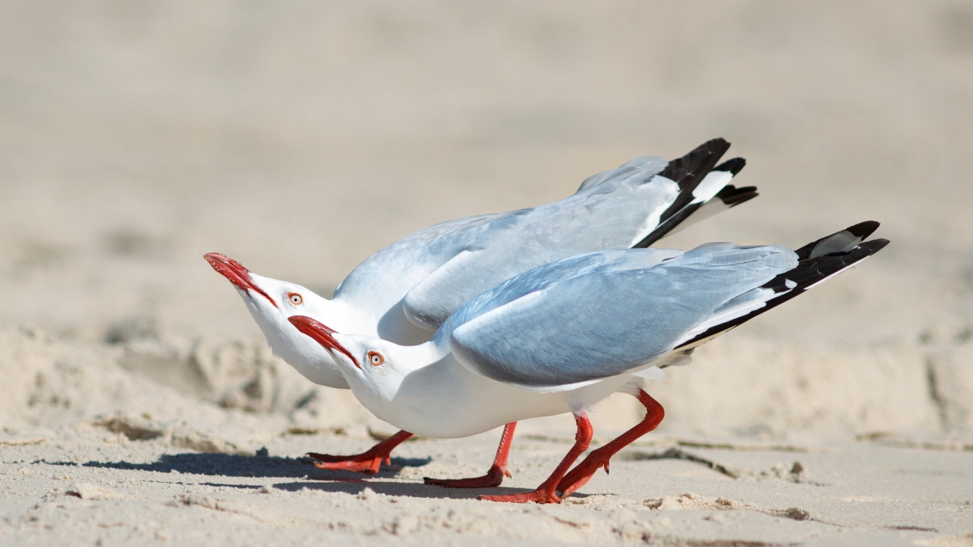 Two Gulls on Sand for 1366 x 768 HDTV resolution