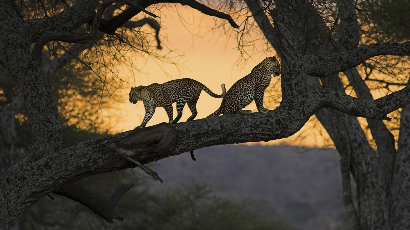 Two Leopards for 1366 x 768 HDTV resolution