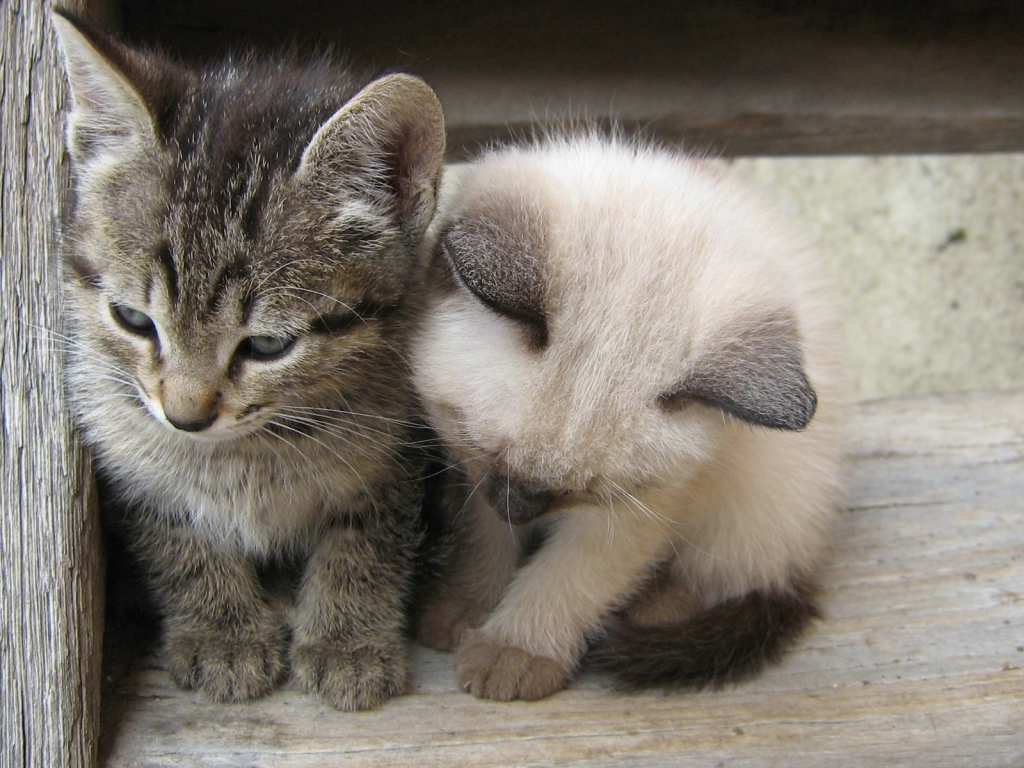 Two Little Cats for 1024 x 768 resolution