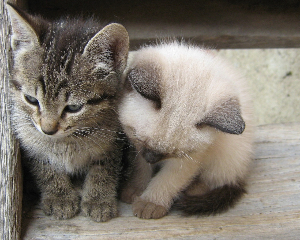 Two Little Cats for 1280 x 1024 resolution