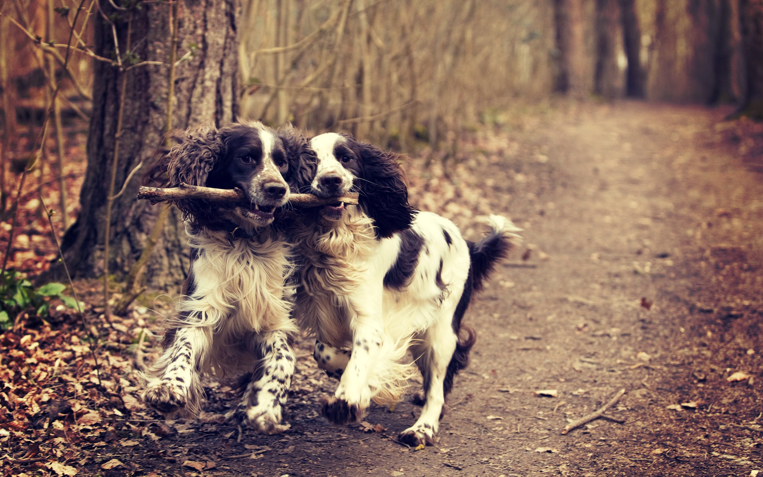 Two Lovely Dogs for 2560 x 1600 widescreen resolution