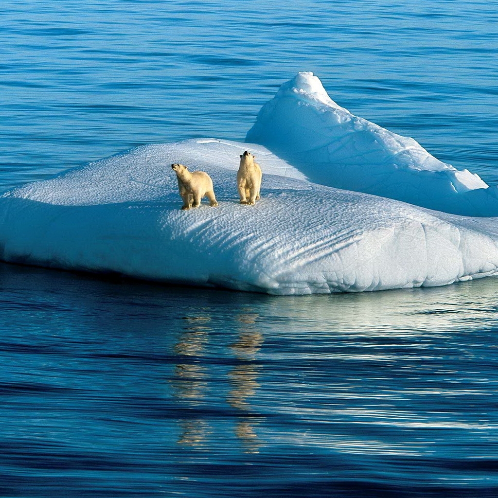 Two Polar Bears for 1024 x 1024 iPad resolution