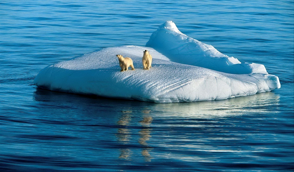 Two Polar Bears for 1024 x 600 widescreen resolution