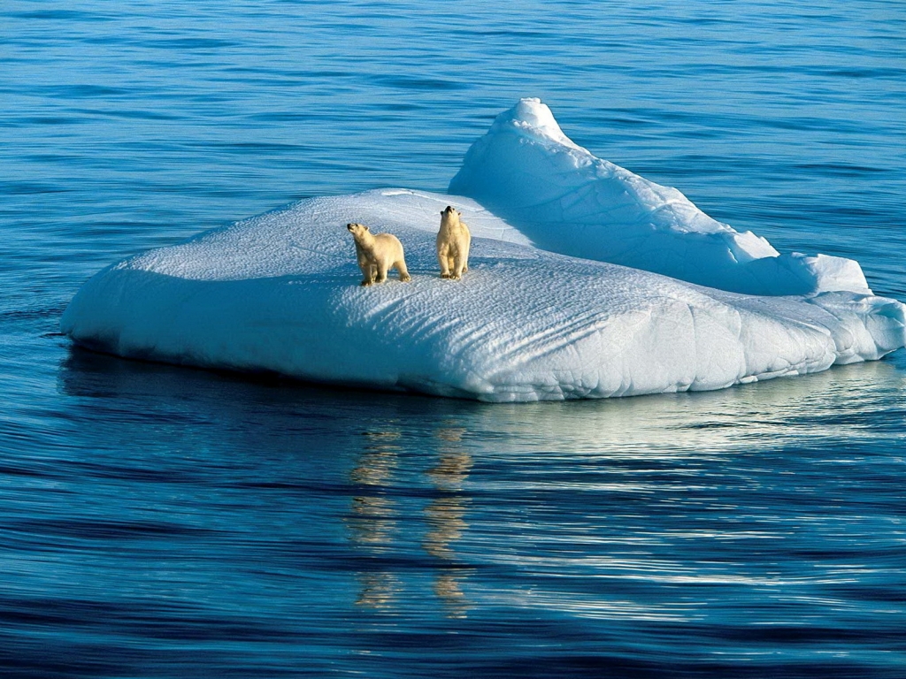 Two Polar Bears for 1024 x 768 resolution
