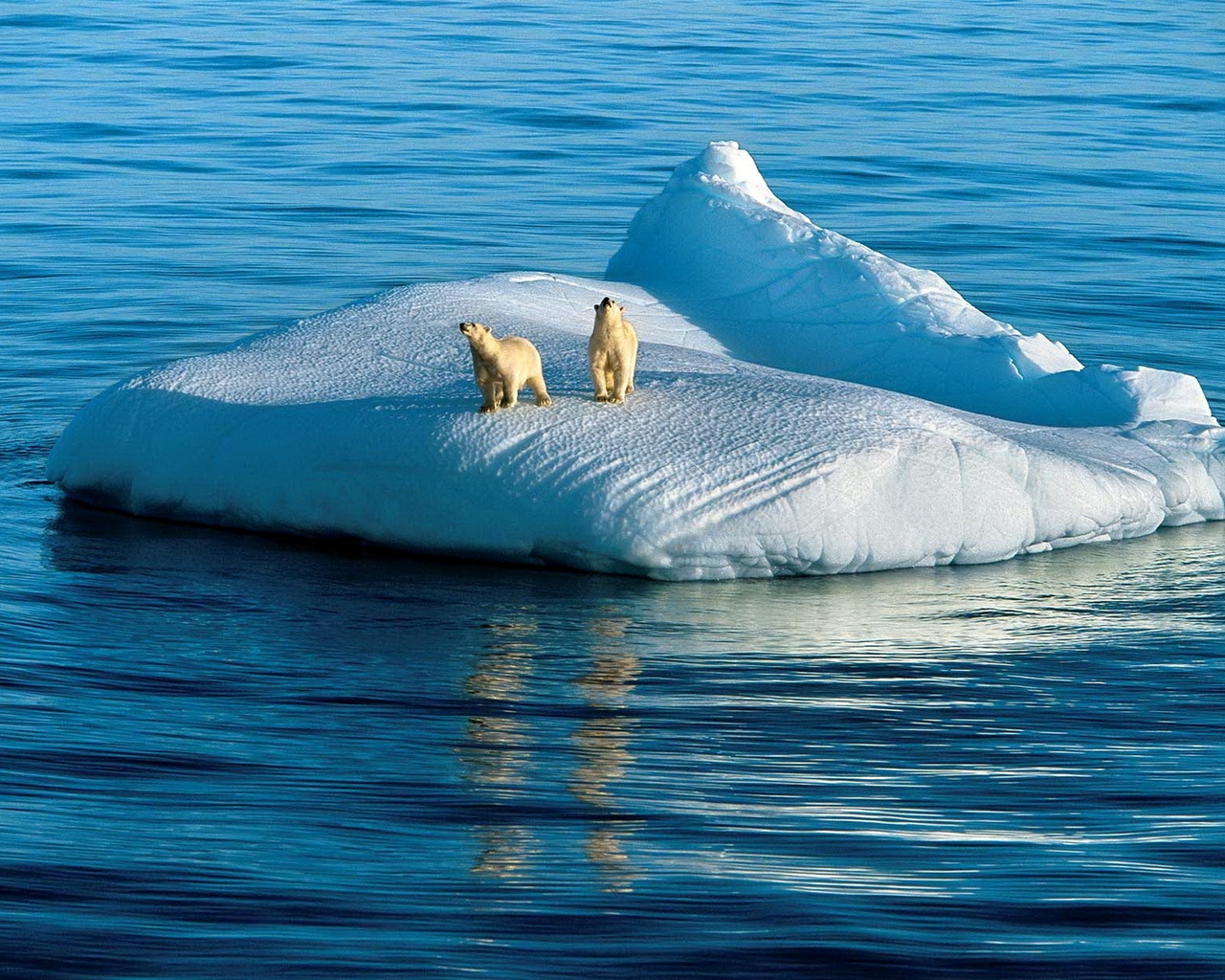 Two Polar Bears for 1280 x 1024 resolution