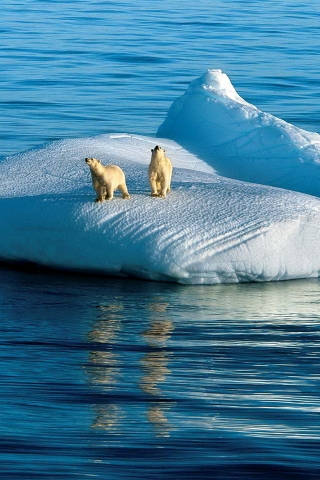 Two Polar Bears for 320 x 480 iPhone resolution