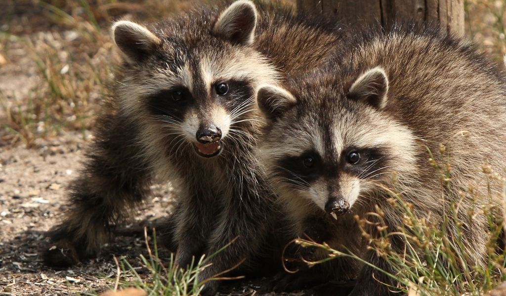Two Raccoons for 1024 x 600 widescreen resolution
