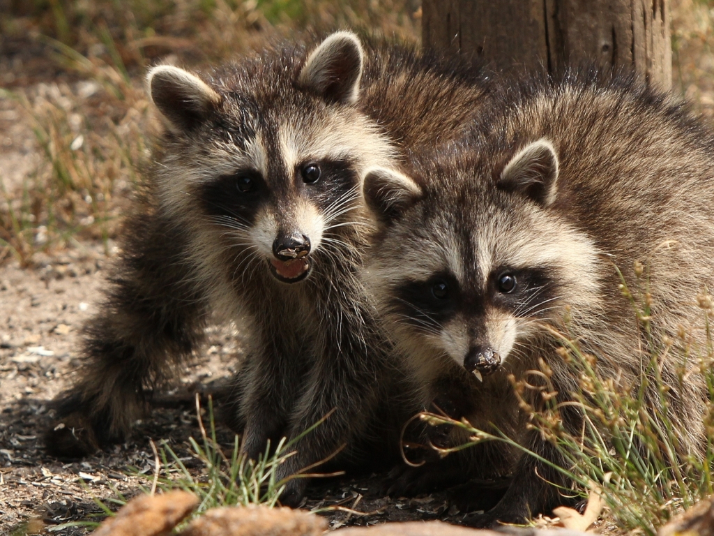 Two Raccoons for 1024 x 768 resolution