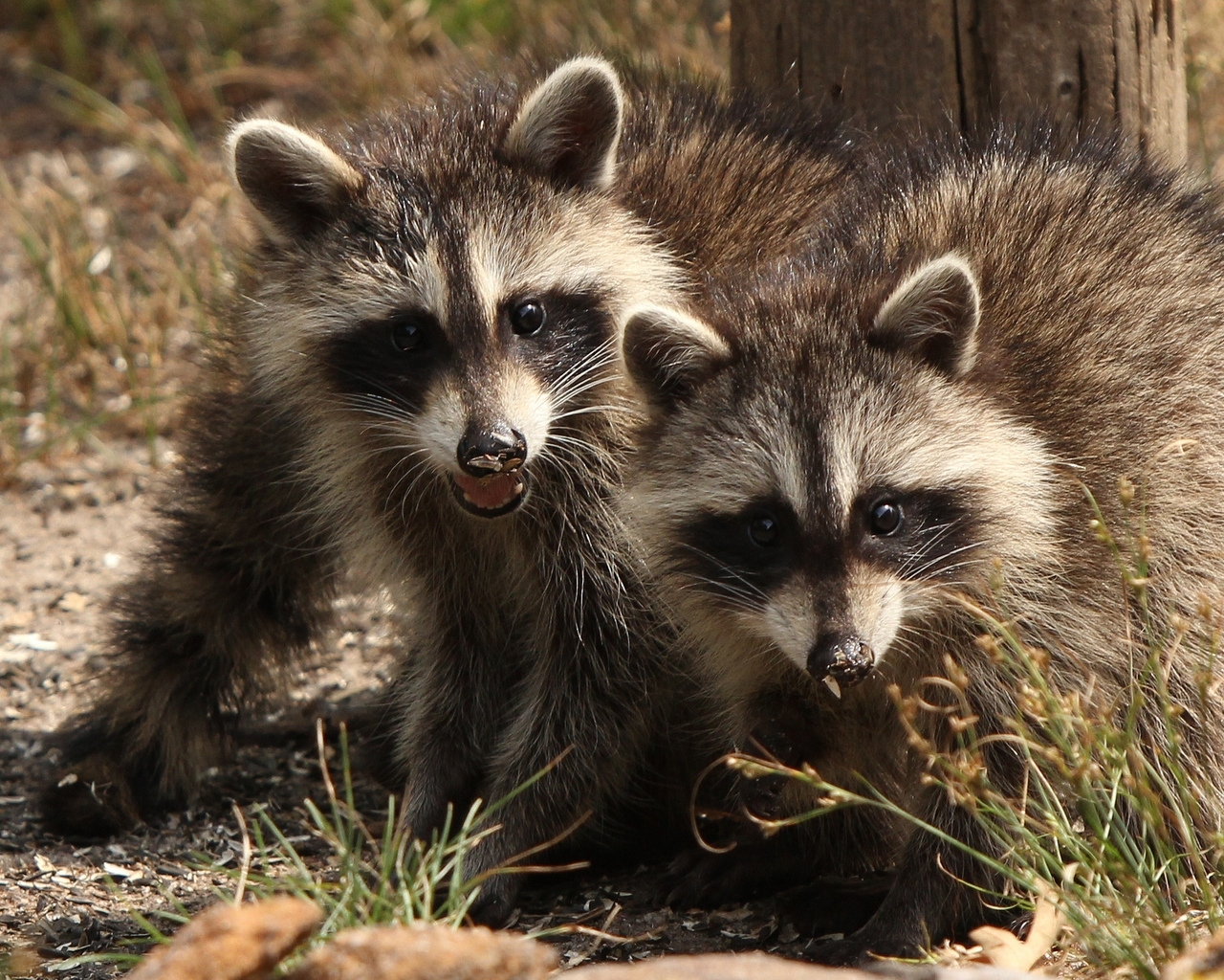 Two Raccoons for 1280 x 1024 resolution